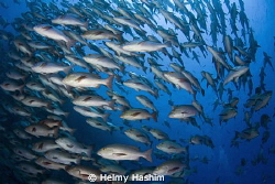 Red Sea, Egypt by Helmy Hashim 